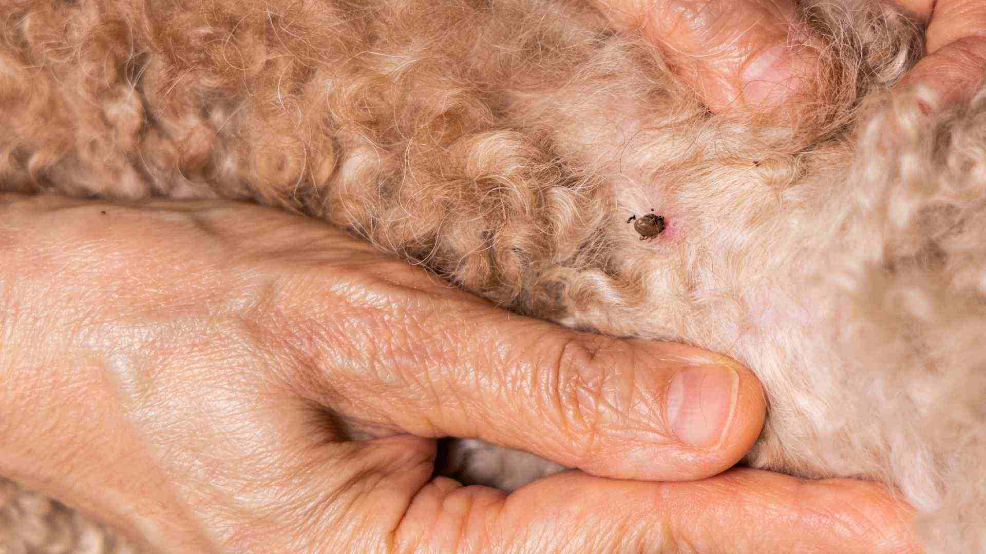 Diagnostico Lyme perros